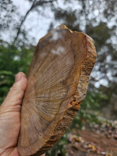 Polished Petrified Wood slab PET105