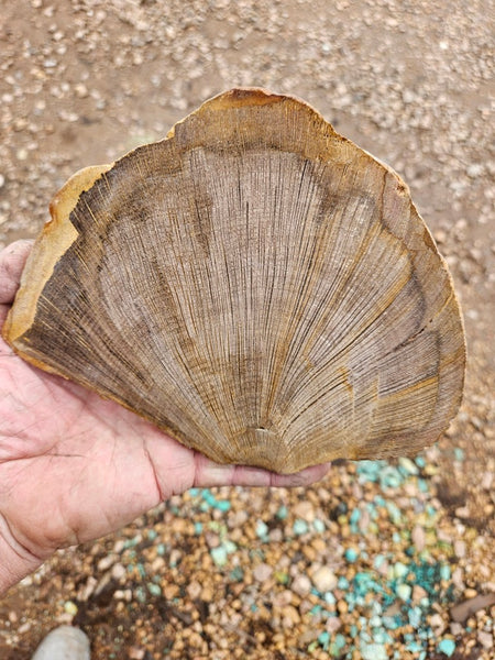 Polished Petrified Wood slab PET105