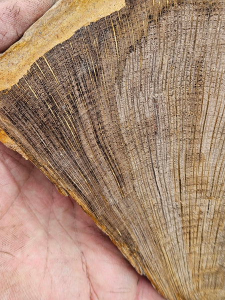 Polished Petrified Wood slab PET105