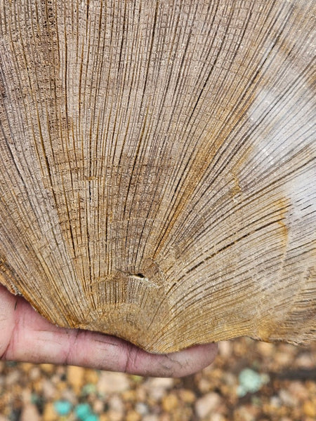 Polished Petrified Wood slab PET105