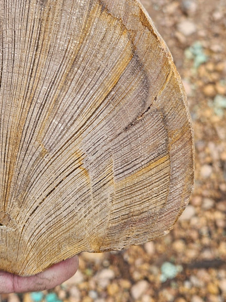 Polished Petrified Wood slab PET105