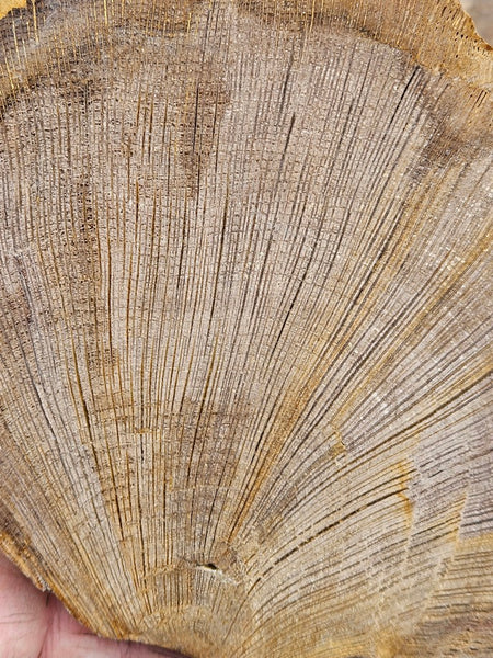 Polished Petrified Wood slab PET105