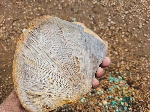 Polished Petrified Wood slab PET105
