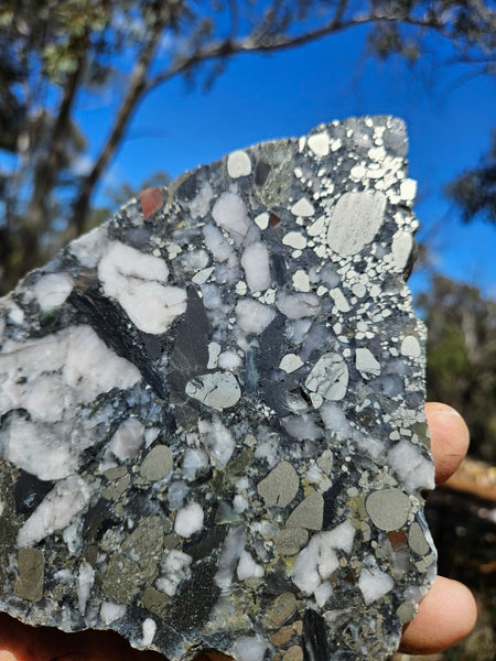 Polished Beaton's Creek auriferous conglomerate slab BC106