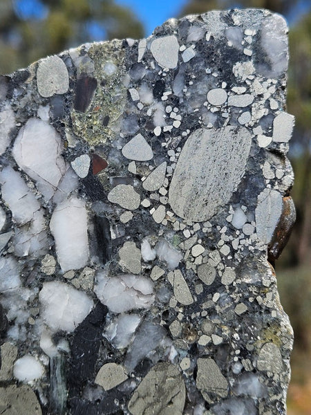 Polished Beaton's Creek auriferous conglomerate slab BC106