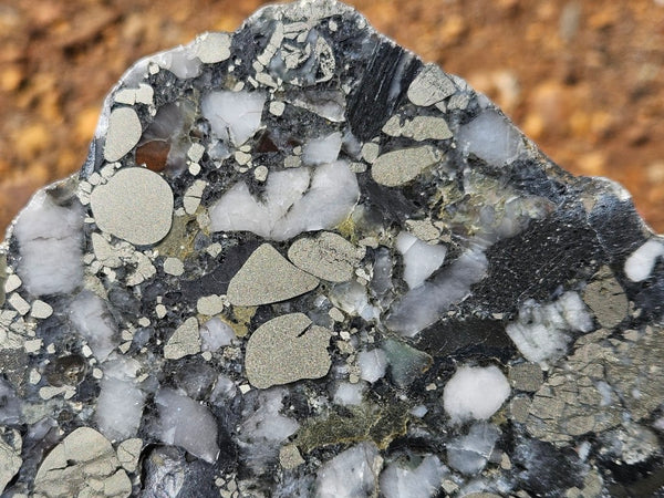 Polished Beaton's Creek auriferous conglomerate slab BC106