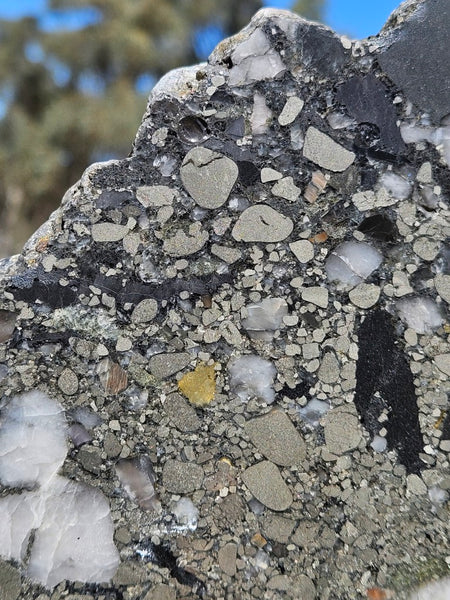 Polished Beaton's Creek auriferous conglomerate slab BC108