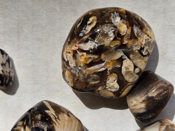 1 kg. Tumble polished Peanut Wood PWT123