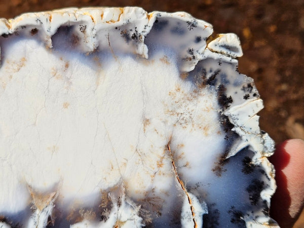 Polished Dendritic Opal DO232