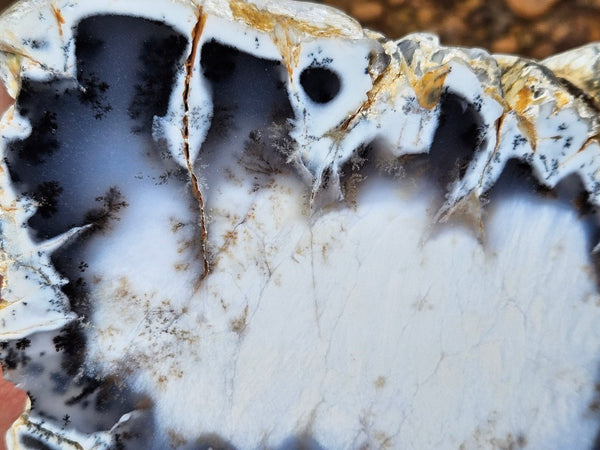 Polished Dendritic Opal DO232