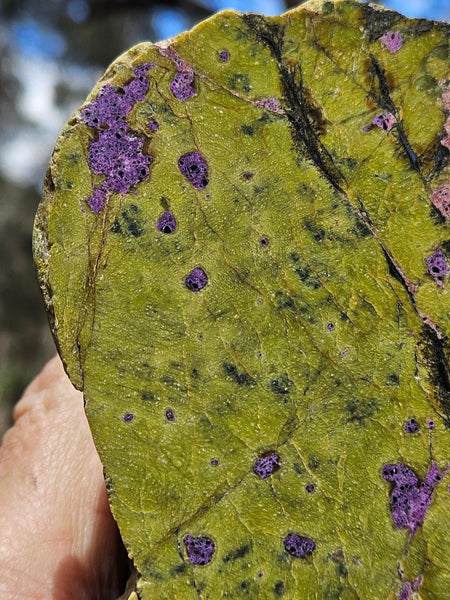 Polished Stichtite in Serpentine (Atlantisite) STI150