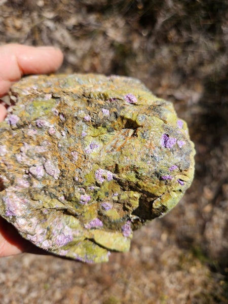 Polished Stichtite in Serpentine (Atlantisite) STI150