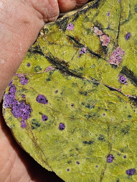 Polished Stichtite in Serpentine (Atlantisite) STI150