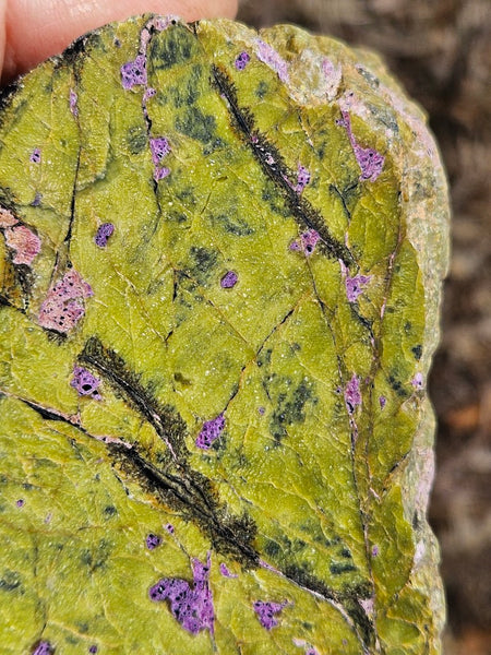 Polished Stichtite in Serpentine (Atlantisite) STI150