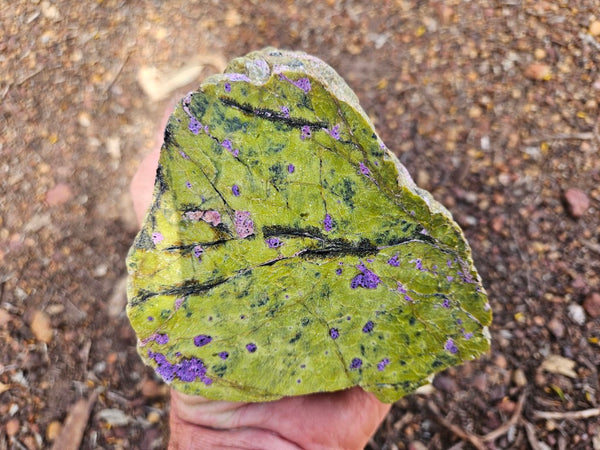Polished Stichtite in Serpentine (Atlantisite) STI150