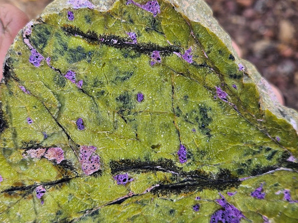 Polished Stichtite in Serpentine (Atlantisite) STI150