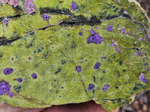 Polished Stichtite in Serpentine (Atlantisite) STI150