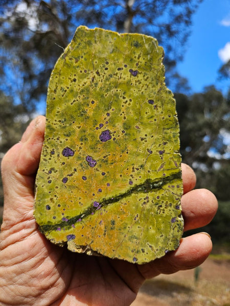 Polished Stichtite in Serpentine (Atlantisite) STI151