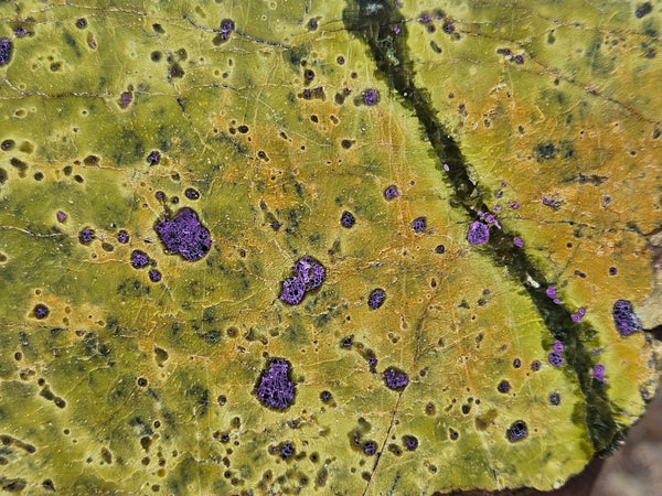 Polished Stichtite in Serpentine (Atlantisite) STI151