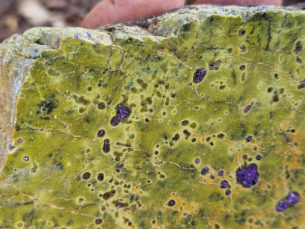 Polished Stichtite in Serpentine (Atlantisite) STI151