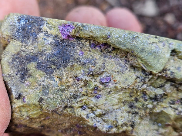 Polished Stichtite in Serpentine (Atlantisite) STI151