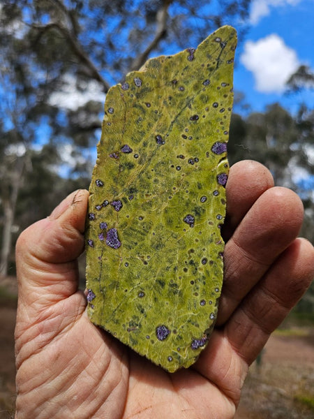 Polished Stichtite in Serpentine slab (Atlantisite) STI149