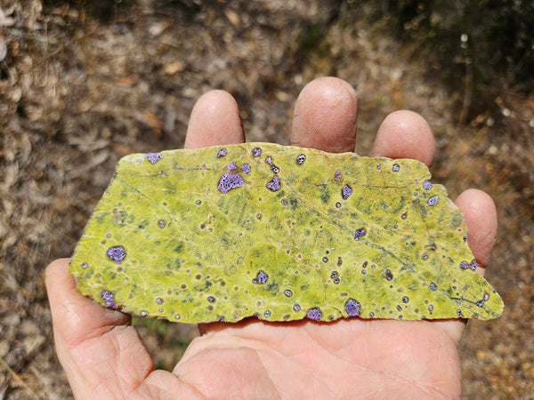 Polished Stichtite in Serpentine slab (Atlantisite) STI149