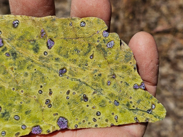 Polished Stichtite in Serpentine slab (Atlantisite) STI149
