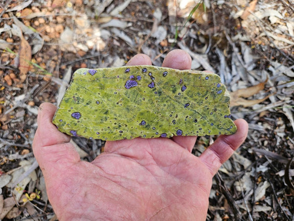 Polished Stichtite in Serpentine slab (Atlantisite) STI149