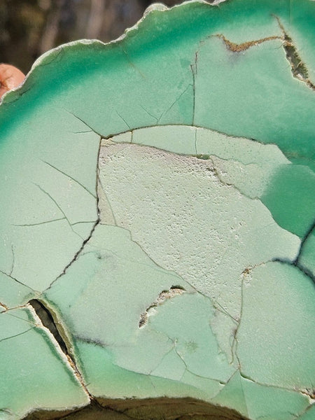Polished  Chrysoprase  CH493