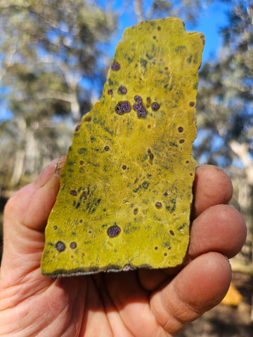 Polished Stichtite in Serpentine slab (Atlantisite) STI152