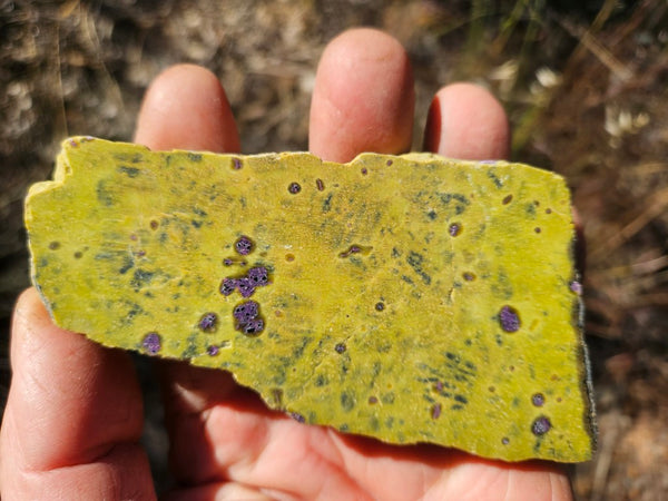 Polished Stichtite in Serpentine slab (Atlantisite) STI152