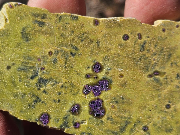 Polished Stichtite in Serpentine slab (Atlantisite) STI152