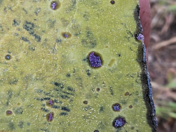 Polished Stichtite in Serpentine slab (Atlantisite) STI152
