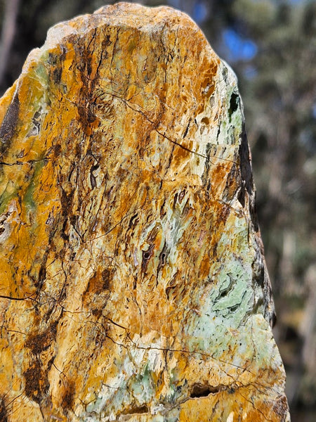 Polished Opalised Serpentine  OPS116