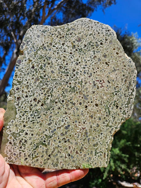 Polished Rainforest Jasper slab RFJ155