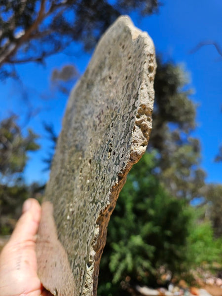 Polished Rainforest Jasper slab RFJ155