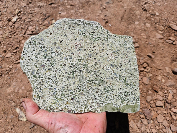 Polished Rainforest Jasper slab RFJ155