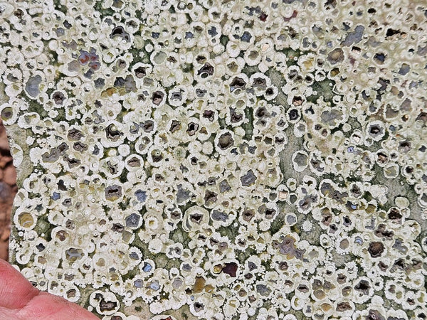 Polished Rainforest Jasper slab RFJ155