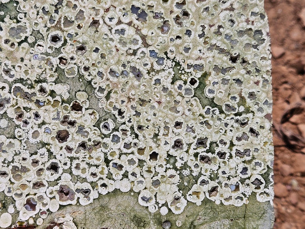 Polished Rainforest Jasper slab RFJ155