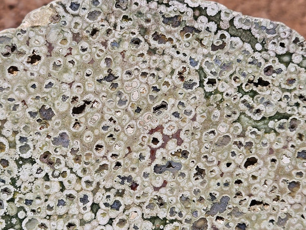 Polished Rainforest Jasper slab RFJ155