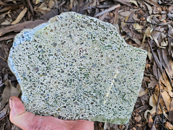 Polished Rainforest Jasper slab RFJ155