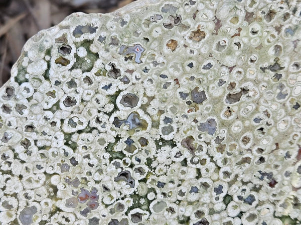 Polished Rainforest Jasper slab RFJ155