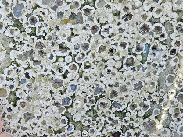 Polished Rainforest Jasper slab RFJ155