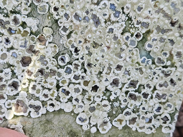 Polished Rainforest Jasper slab RFJ155