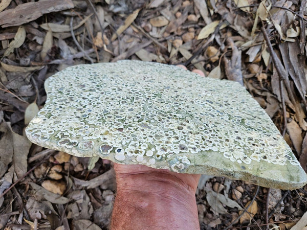 Polished Rainforest Jasper slab RFJ155