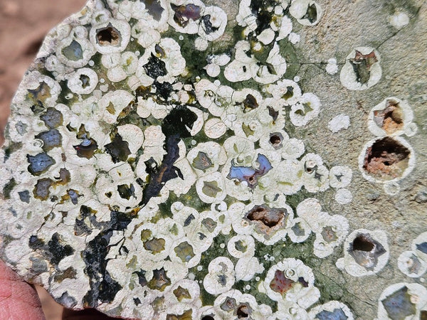 Polished Rainforest Jasper RFJ156