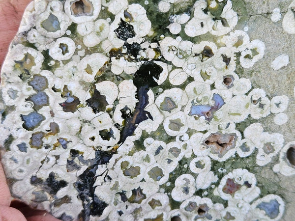 Polished Rainforest Jasper RFJ156