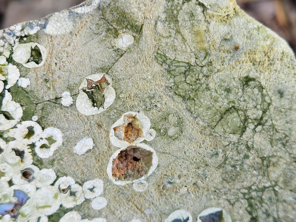 Polished Rainforest Jasper RFJ156