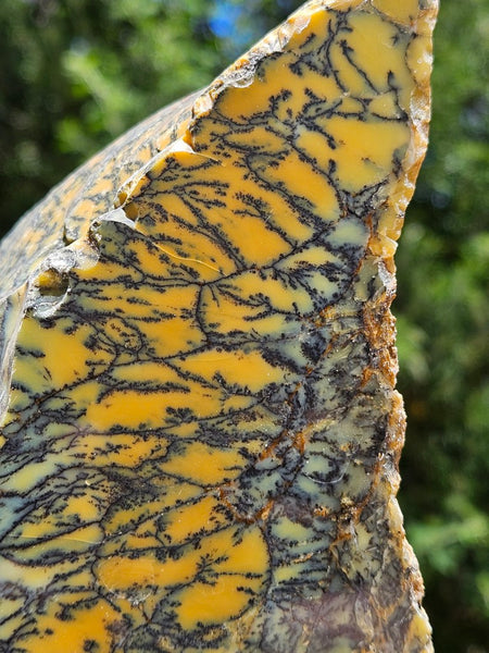 Polished Dendritic Opal DO234